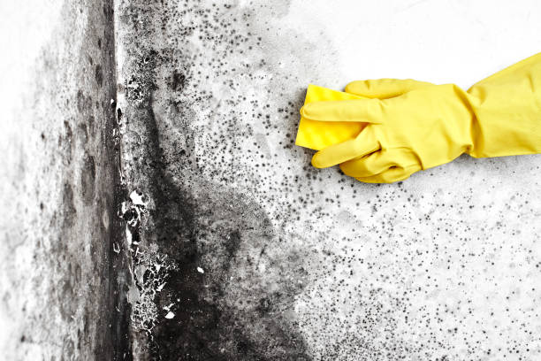 Professional Mold Removal in Crestline, CA